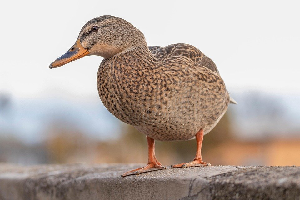 Is Your Knee Pain Getting Worse When You Stand Up? Discover Why!