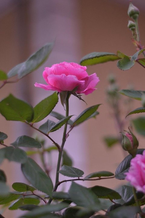 Why You Can’t Get an Erection Even When You Want It Desperately